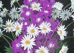 Bouquets de Fleurs
